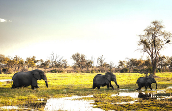 North Island Okavango Camp North Island Okavango Camp: .