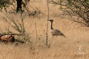Ohorongo: Riesentrappe
