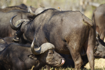 Okuti Camp: Büffelgruppe