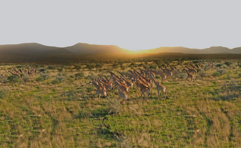 Old Traders Lodge: Giraffenherde