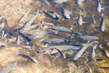 Onguma Bush Camp: Zentralbereich