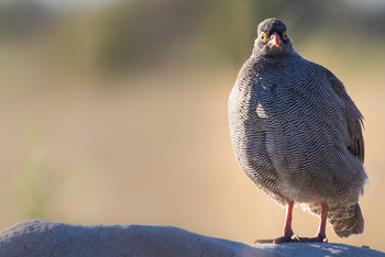 Rra Dinare Camp: Spur Fowl