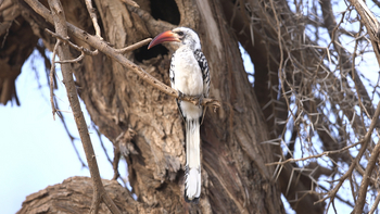 Saruni Mara Camp: Rotschnabeltoko