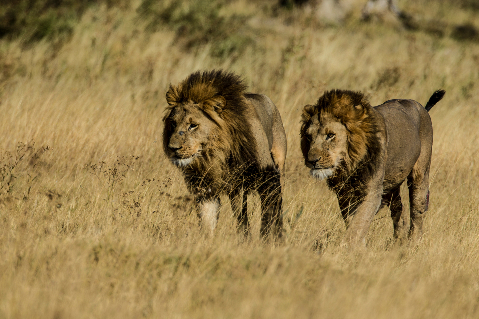 Selinda Explorers Camp Selinda Explorers Camp: Männliche Löwen