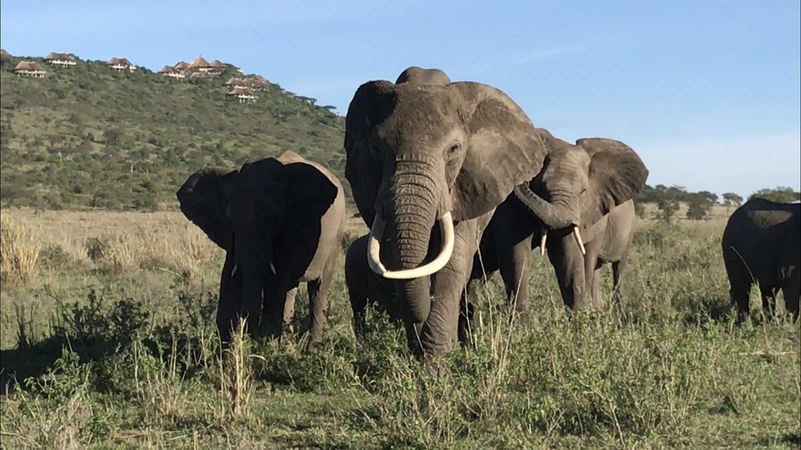 Serengeti Lake Magadi Lodge Serengeti Lake Magadi Lodge: Elefanten