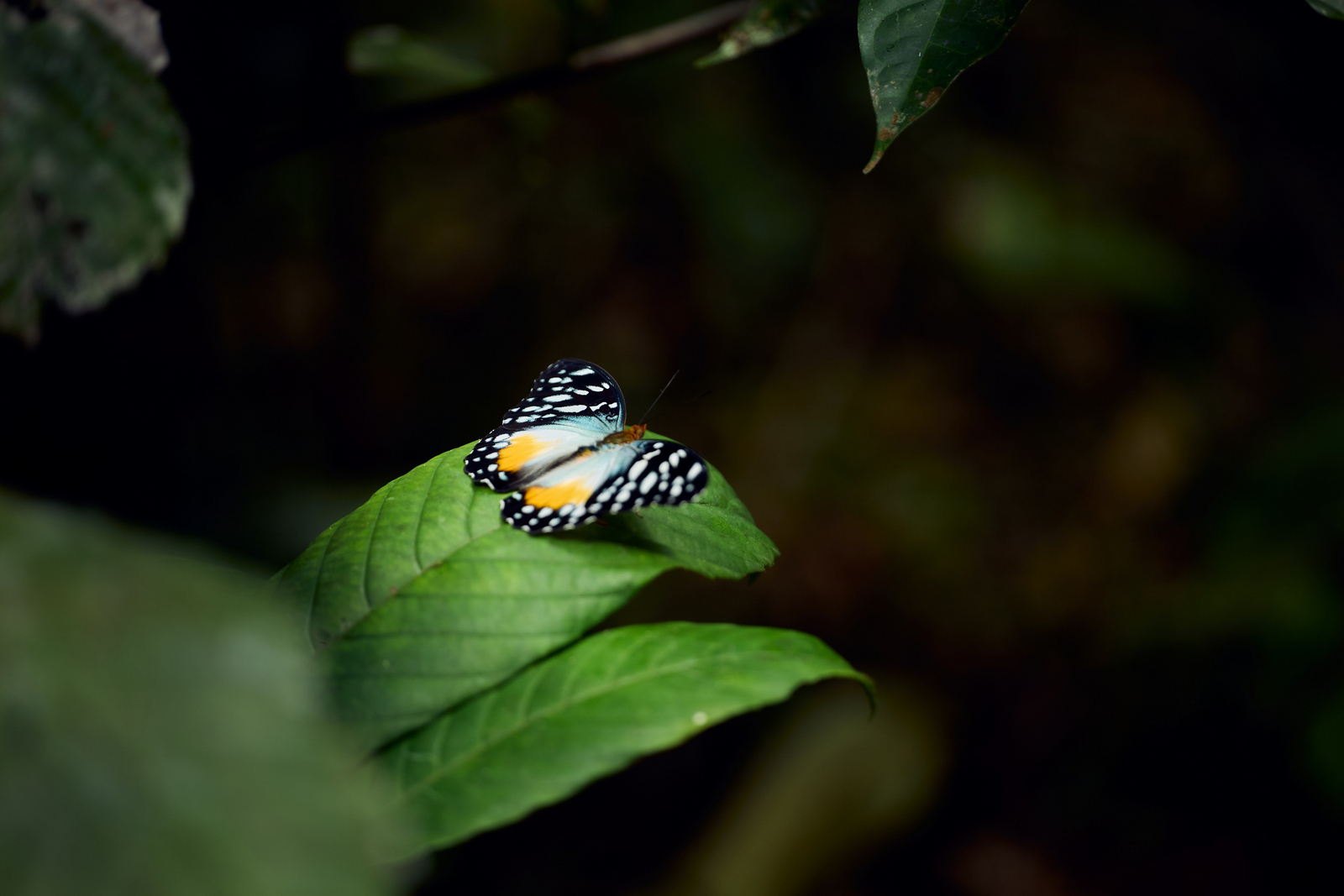 Sette Cama Eco Camp Sette Cama Eco Camp: Prächtiger Schmetterling