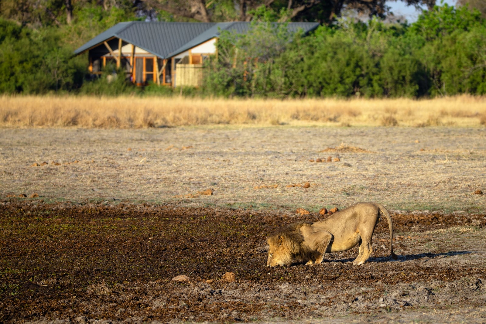 Splash Camp Splash Camp: Löwe vor dem Camp