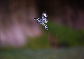 Sungani Lodge Sungani Lodge: Graufischer