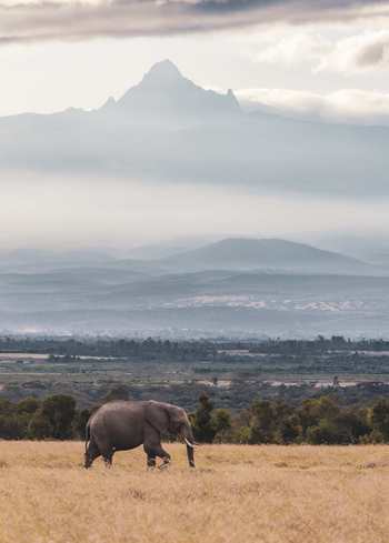 The River Camp: Einzelner Elefant im frühen Morgenlicht