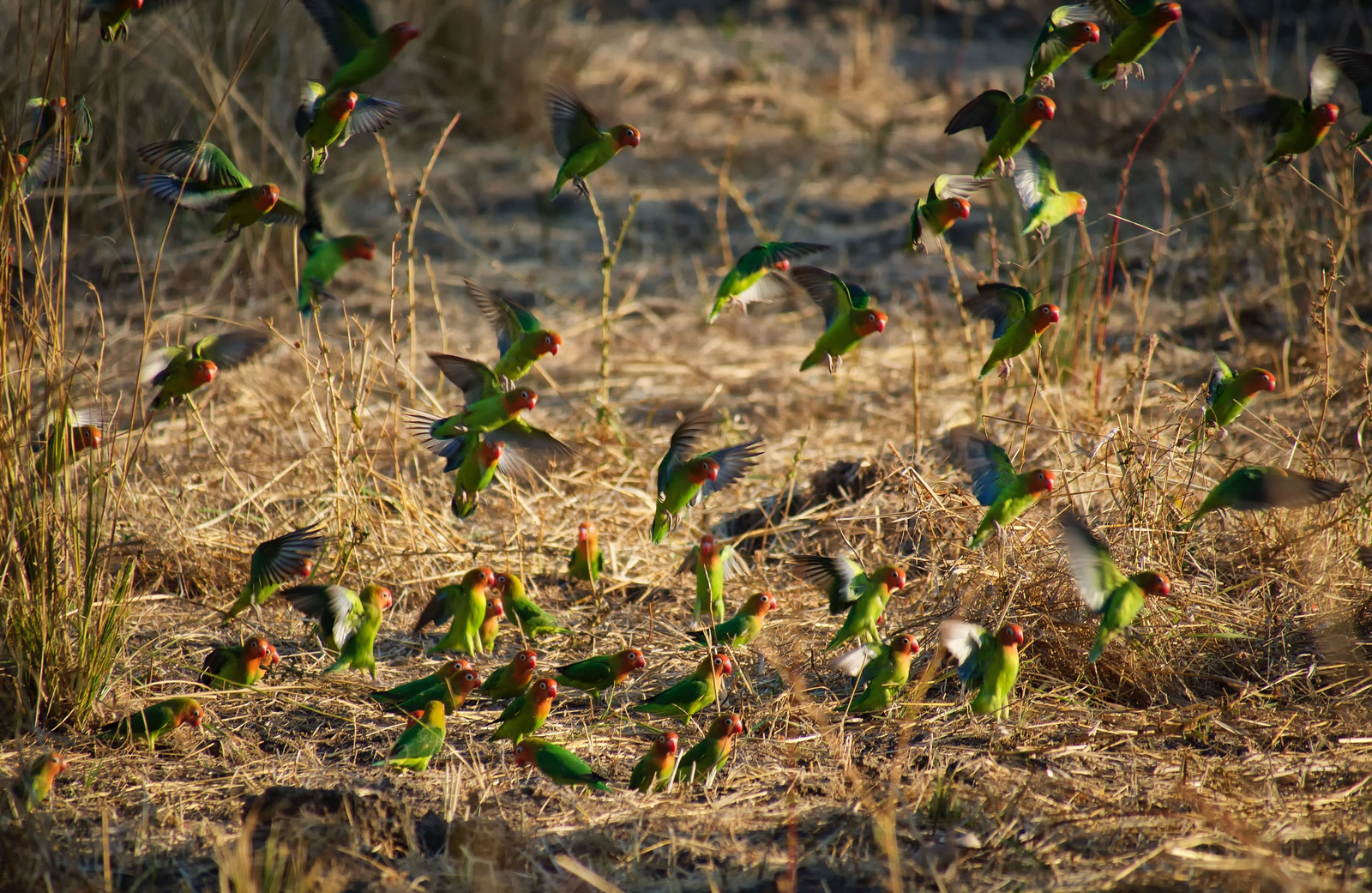 Time + Tide South Luangwa Time + Tide South Luangwa: Lilian's Lovebirds