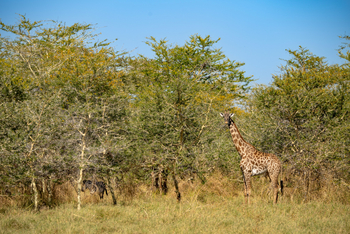 Usangu Expedition Camp: Giraffe