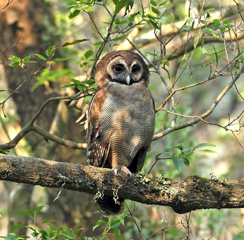Vanghat: Brown Wood Owl