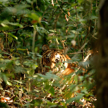 Vanghat: Tiger im Gebüsch