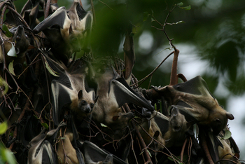Wasa Lodge: Flughunde aus der Nähe