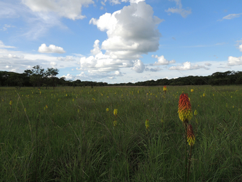 Wasa Lodge: Grasland