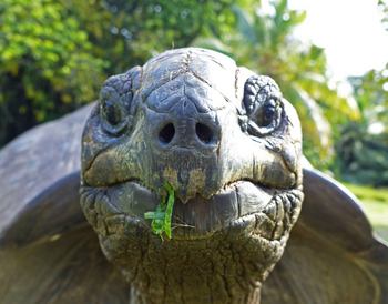 Alphonse Island Lodge: Portrait