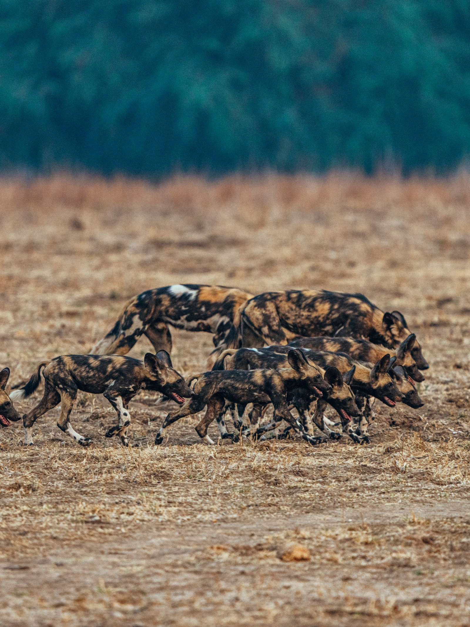 Anabezi Luxury Tented Camp Anabezi Luxury Tented Camp: Junge Wildhunde
