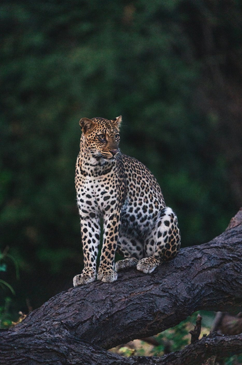 Anabezi Luxury Tented Camp: Leopard
