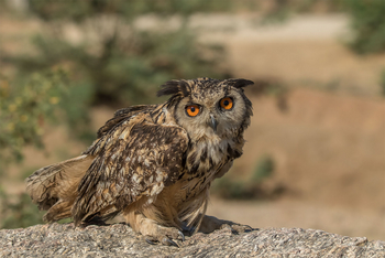 Bera Safari Lodge: Indischer Uhu