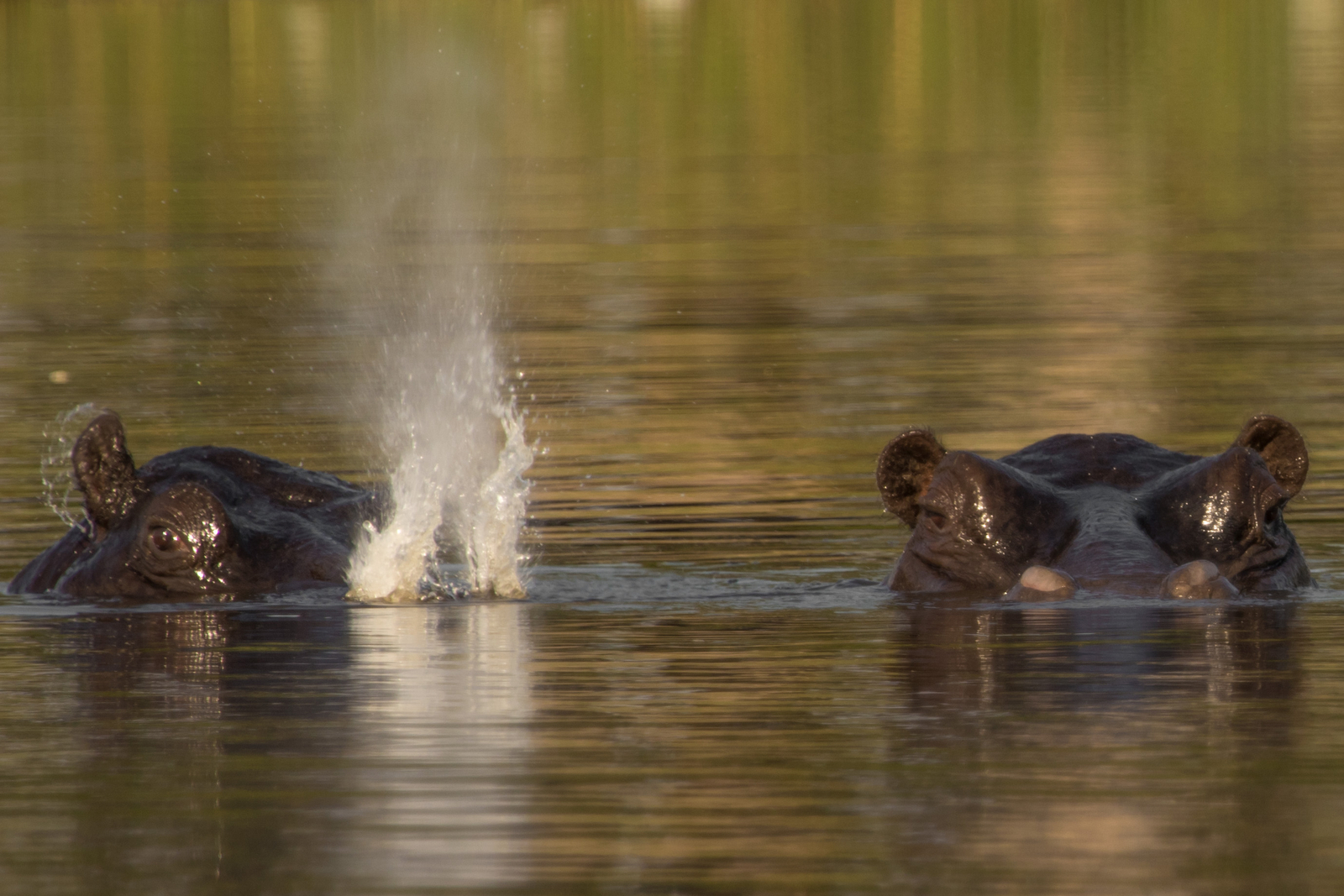 Chief's Island Chief's Island: Hippos