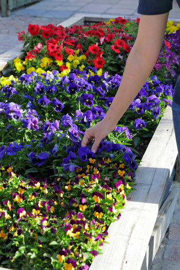 Coot Club: Club House - Im Garten