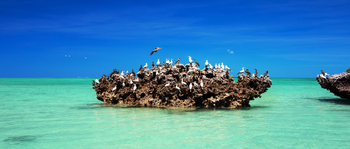 Cosmoledo Eco Camp: Vogelversammlung auf einer Koralle