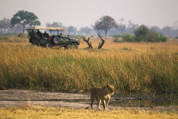 Duba Explorers Camp: Löwe in Sicht