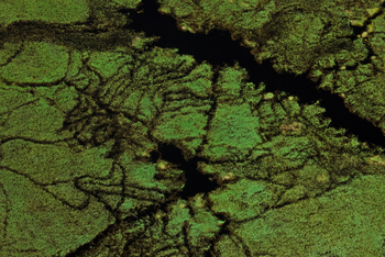 Duba Plains Camp: Von Elefanten durchpflügtes Schilfgebiet