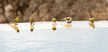 Elerai Camp: Vögel am Poolrand