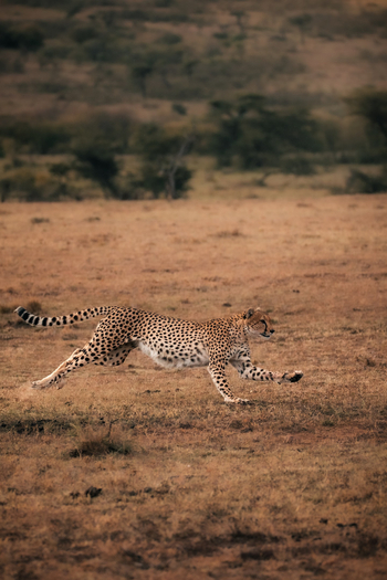 Elewana Lodo Springs: Gepard