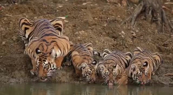 Emerald Tiger Retreat: Tigerin mit Jungen