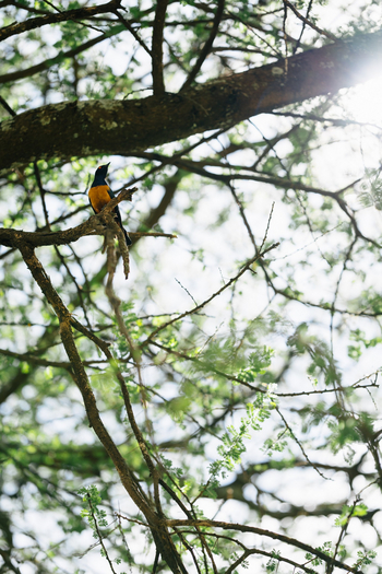 Esirai Camp: Starling