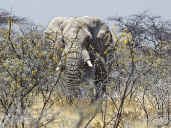 Etosha National Park: Elefantenbulle