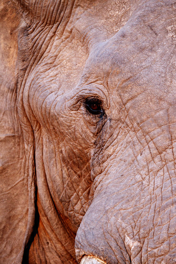 Ghoha Hills Savuti Lodge Ghoha Hills Savuti Lodge: Elefantenauge