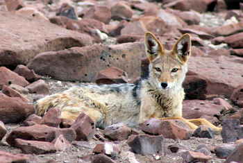 Grootberg Lodge Grootberg Lodge: Schakal