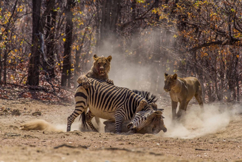 Hobatere Lodge: Zebra vor seinem Ende