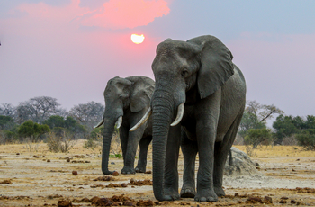 Imvelo Safaris Imvelo Safaris: Elefanten bei Sonnenuntergang
