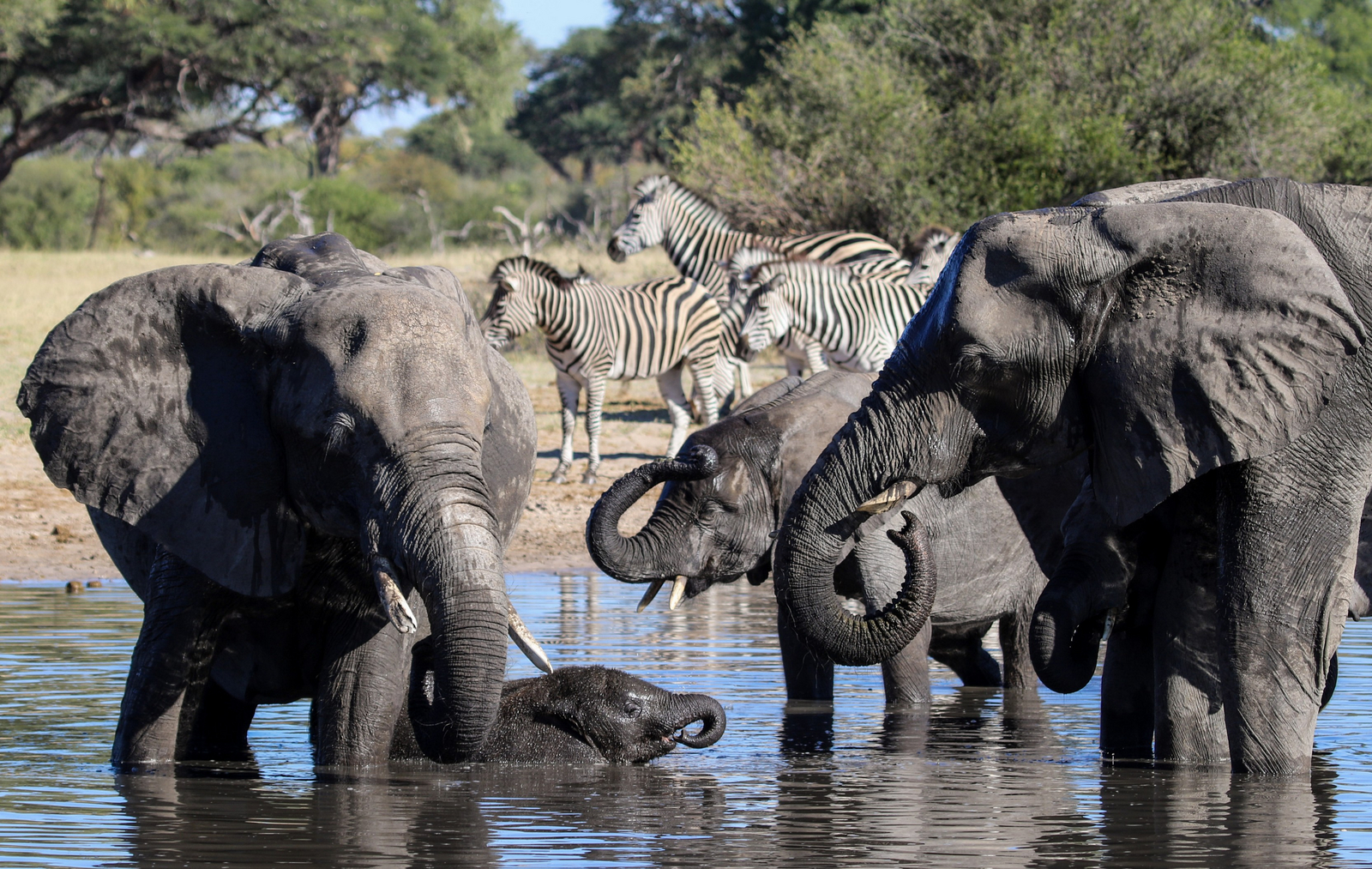 Imvelo Safaris Imvelo Safaris: Elefanten vor Zebras