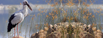 Ken River Lodge: Klaffschnabelstorch