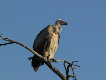 Khama Rhino Sanctuary Khama Rhino Sanctuary: Weißrückengeier