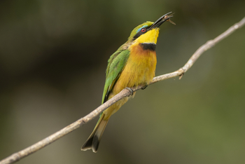 King Lewanika Lodge: Little Bee-Eater