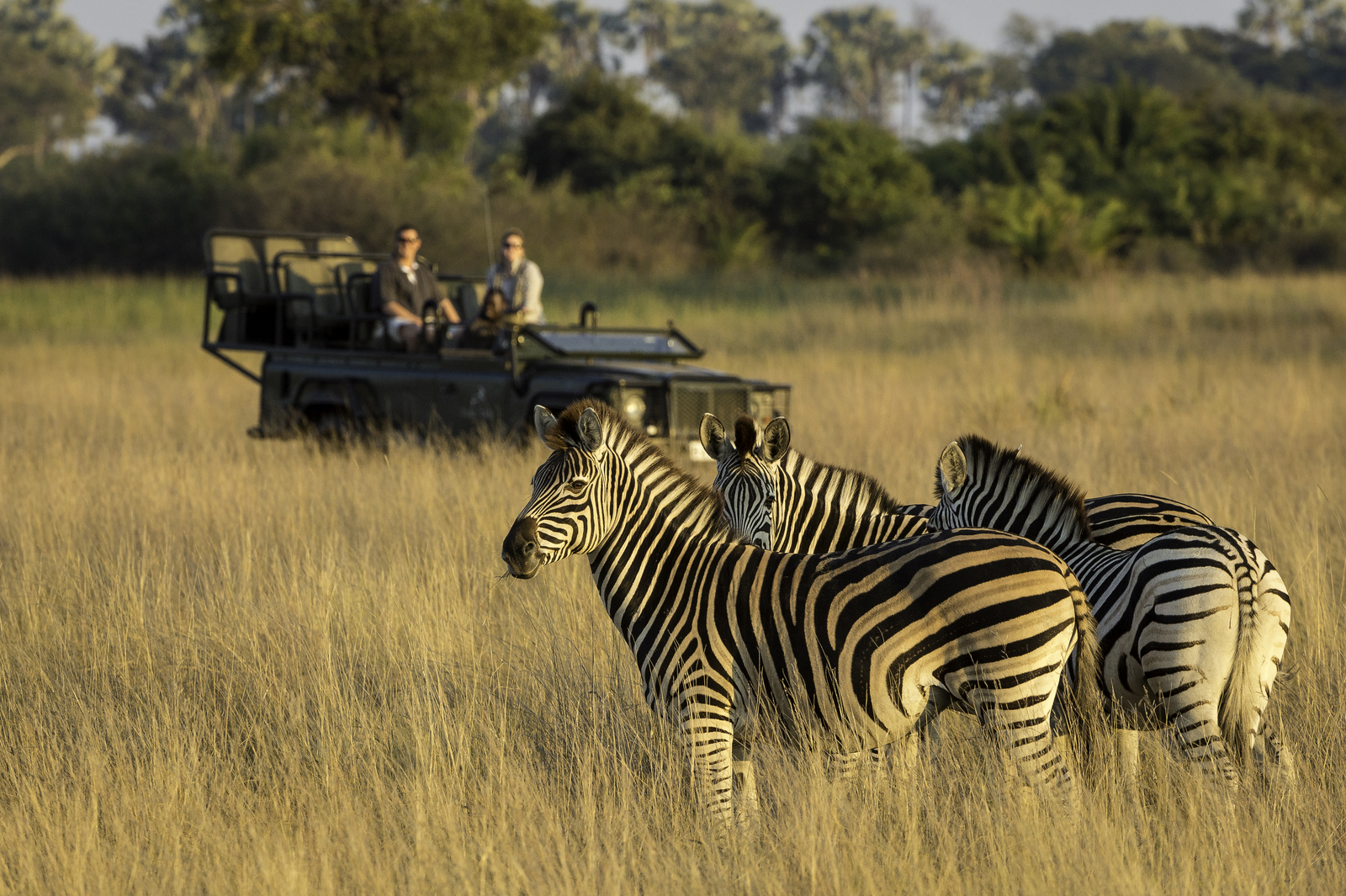 Little Tubu Camp Little Tubu Camp: Zebras