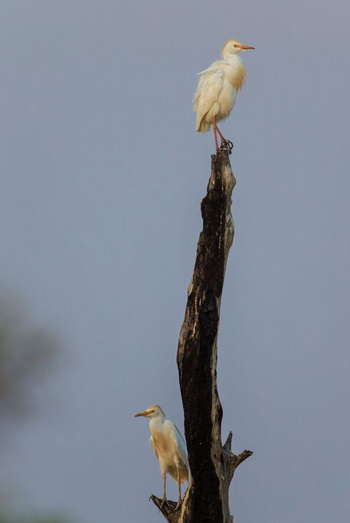 Luambe Camp: Squacco Herons