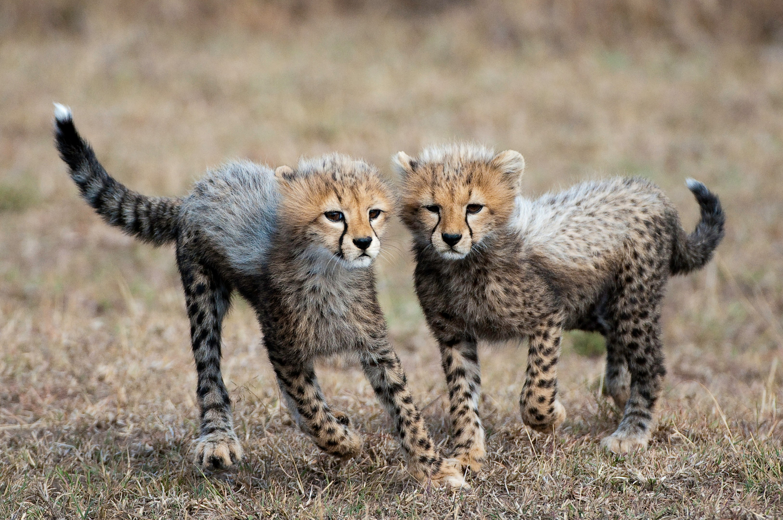 Mara Plains Camp Mara Plains Camp: Gepardenbabies