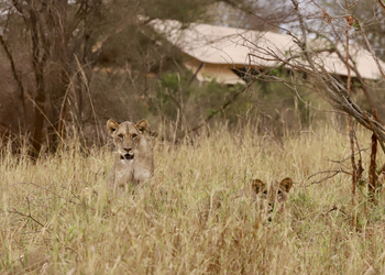 Mkomazi Wilderness Retreat: Wachsame Löwen im goldenen Grasland