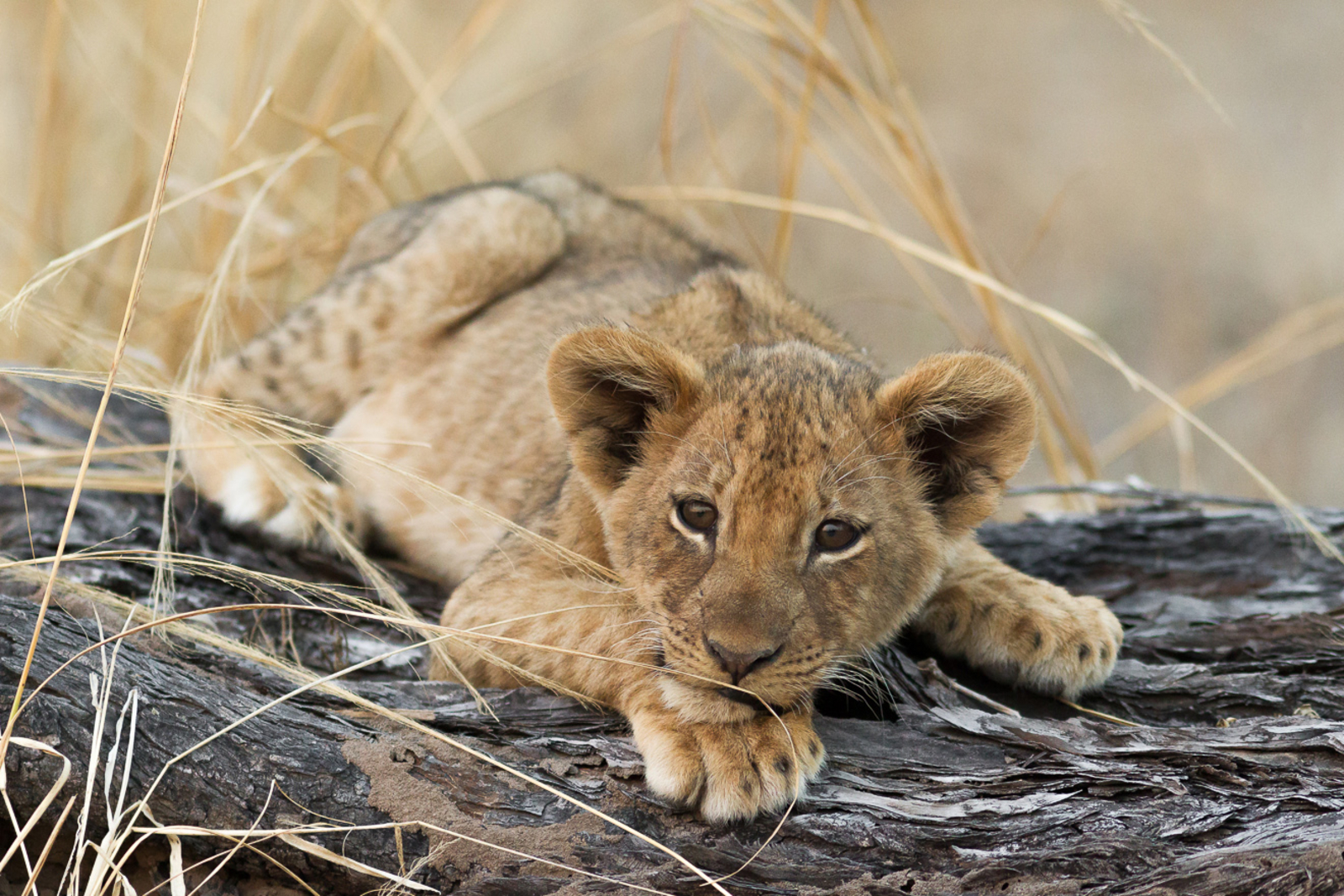 Nkonzi Bush Camp Nkonzi Bush Camp