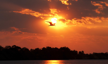 Ntemwa Busanga Bushcamp Ntemwa Busanga Bushcamp: Scherenschnabel vor der Sonne