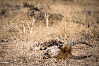 Ntemwa Busanga Bushcamp Ntemwa Busanga Bushcamp: Tierschädel
