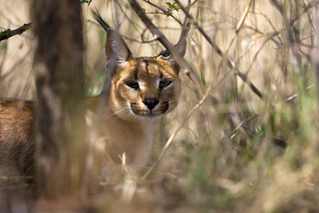 Okonjima Plains Camp: Karakal