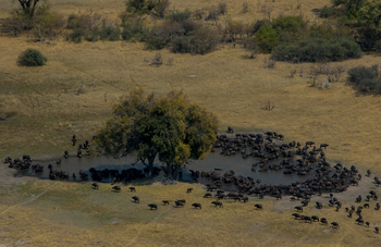 Selinda Explorers Camp Selinda Explorers Camp: Büffel am Wasserloch